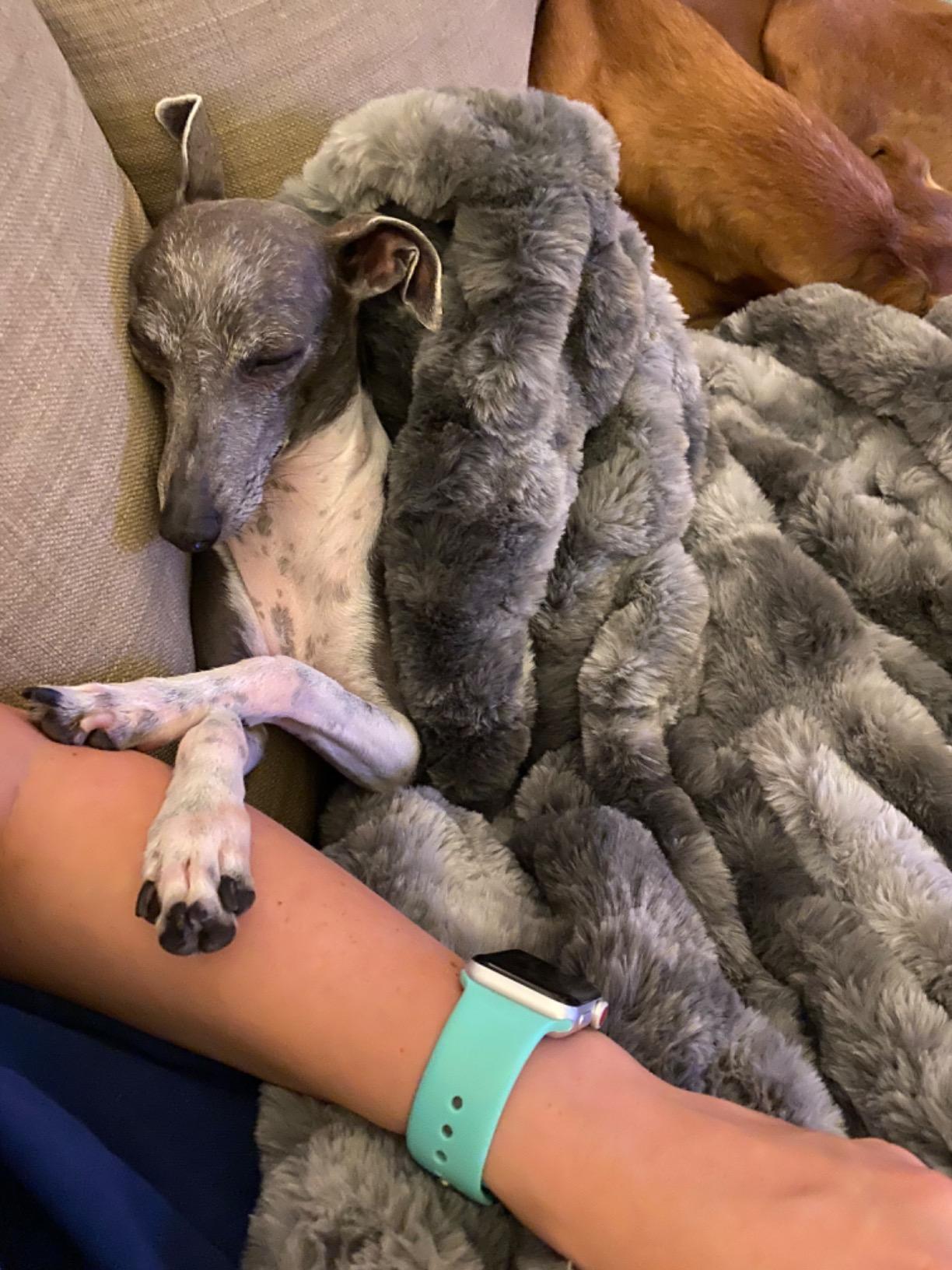 Customer photo showing a sleeping dog wrapped in an Aruva SereneWeave blanket next to their favorite person on a couch