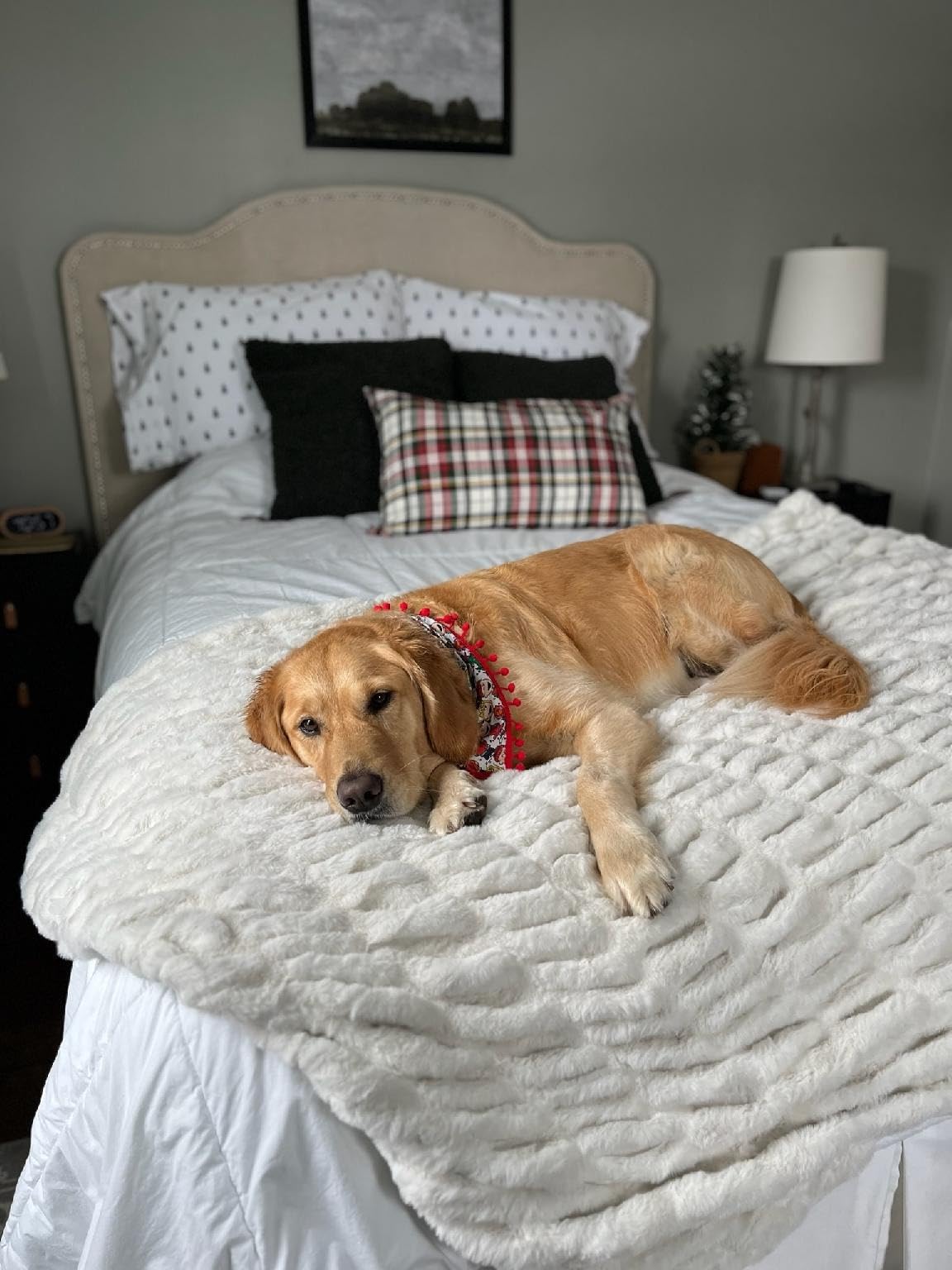 Customer photo showing a dog lying peacefully on a bed with an Aruva SereneWeave throw and decorative pillows.